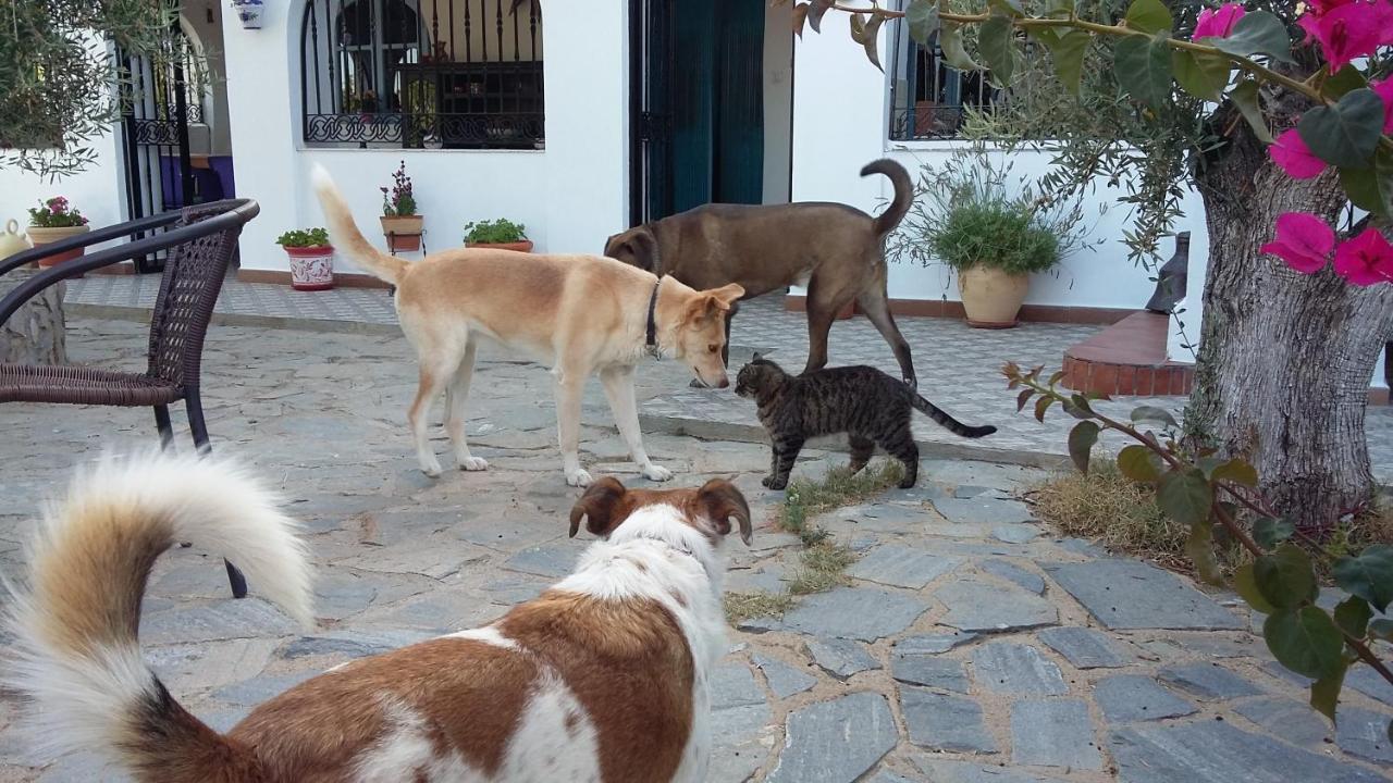 Bed & Breakfast Alegria Y Luna Bed & Breakfast Sorbas Exterior foto